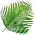 Palm leaf